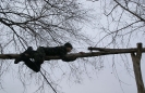 2011: Русские Витязи