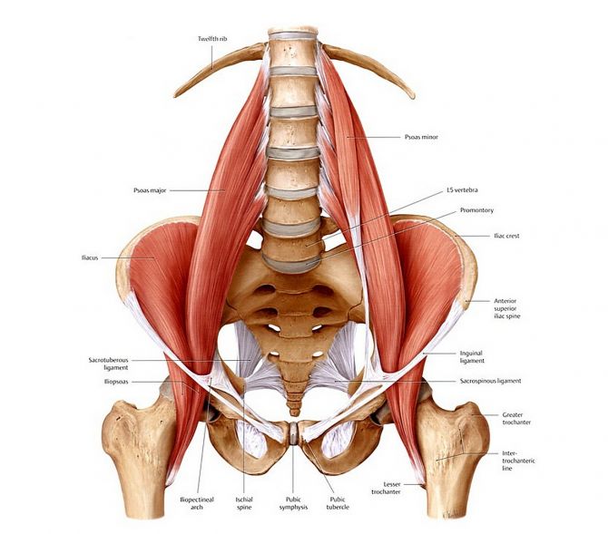 Мышца души: psoas.