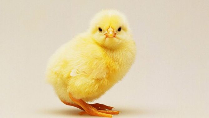 Эксперимент Рене Пиоша Цыпленок и робот